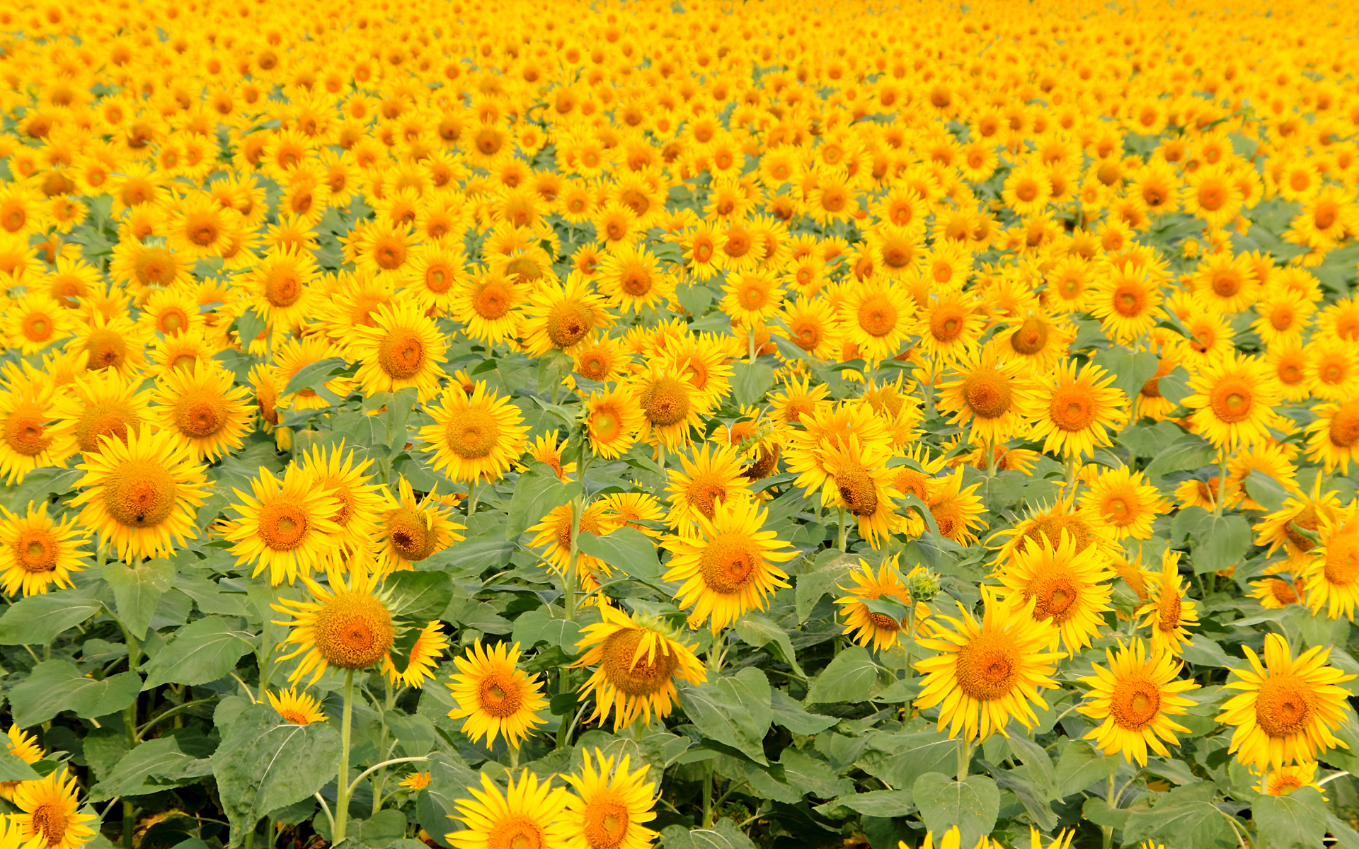 自己評価結果 放課後等デイサービスでらいとわーくジュニアかまたアフタースクール でらいとわーく ジュニアのブログ